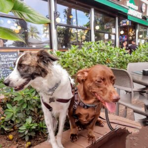 frida e quequel srds boteco no Leme