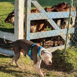 Bjorn American Bully na fazenda