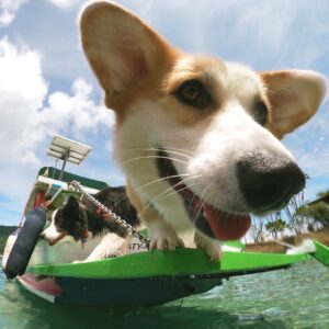 Paçoca e Tapioca Corgis em Paraty