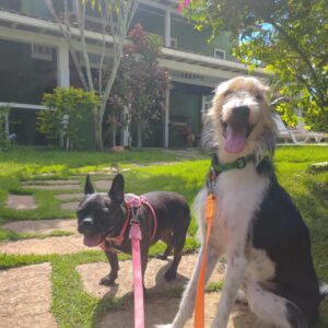 Billy srd e Lola Ogra Buldogue em Búzios