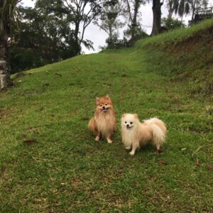 Kim e Polo Spitz em Penedo