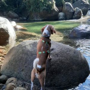Pipoca Beagle em Teresópolis