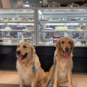 Chico e Marx Goldens em cafeteria em COpacabana