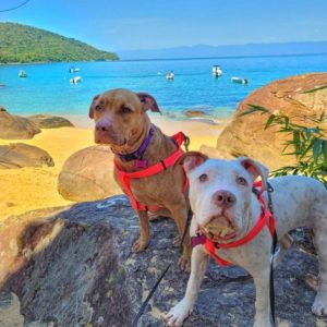 Pandora e Ayla pitbulls em Ilha Grande