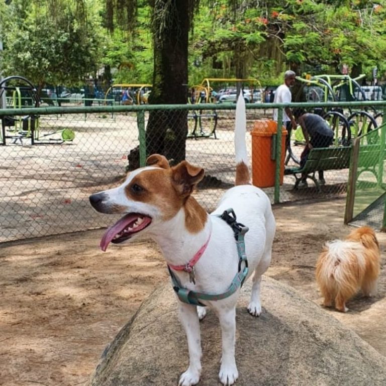 brisa jack russel em parcão na tijuca