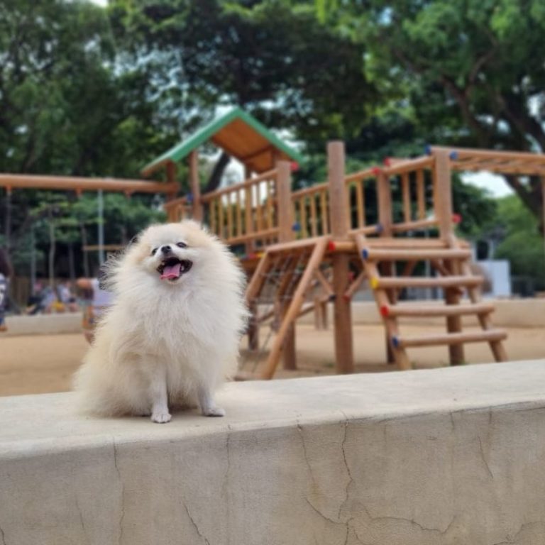 Thor e Agnes spitz no parque Nise da silveira