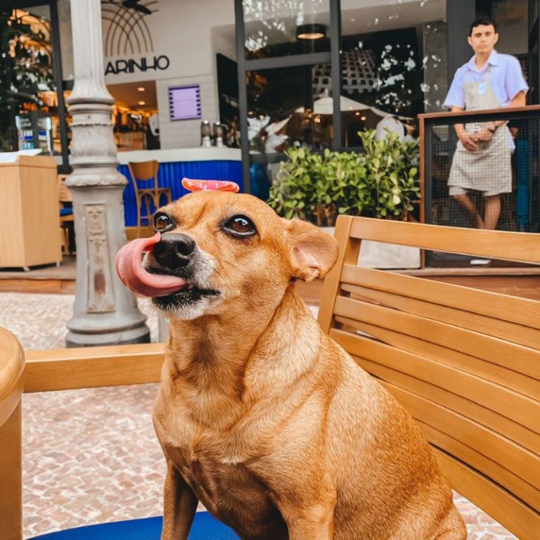 Mel pinscher em bar de Copacabana