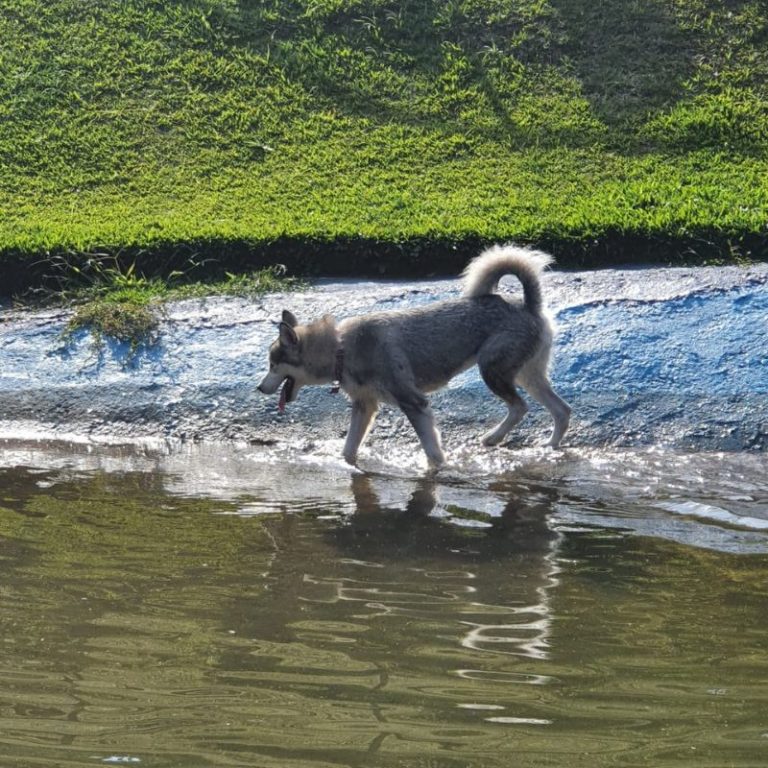 Skye Malamute do Alasca em Pousada em Lumiar