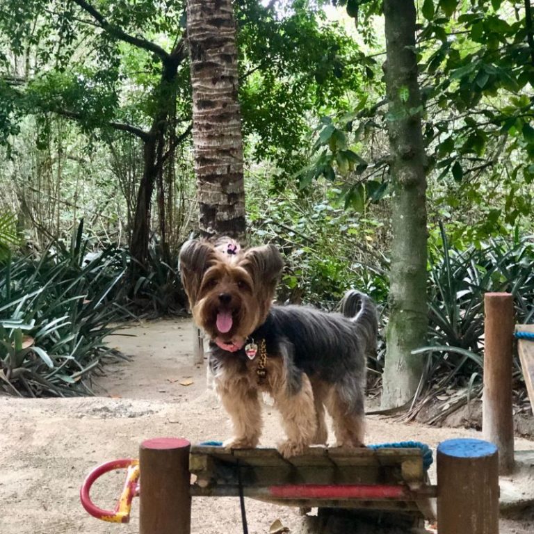 CEO Maya Yorkie em parcão e bosque na Barra da Tijuca