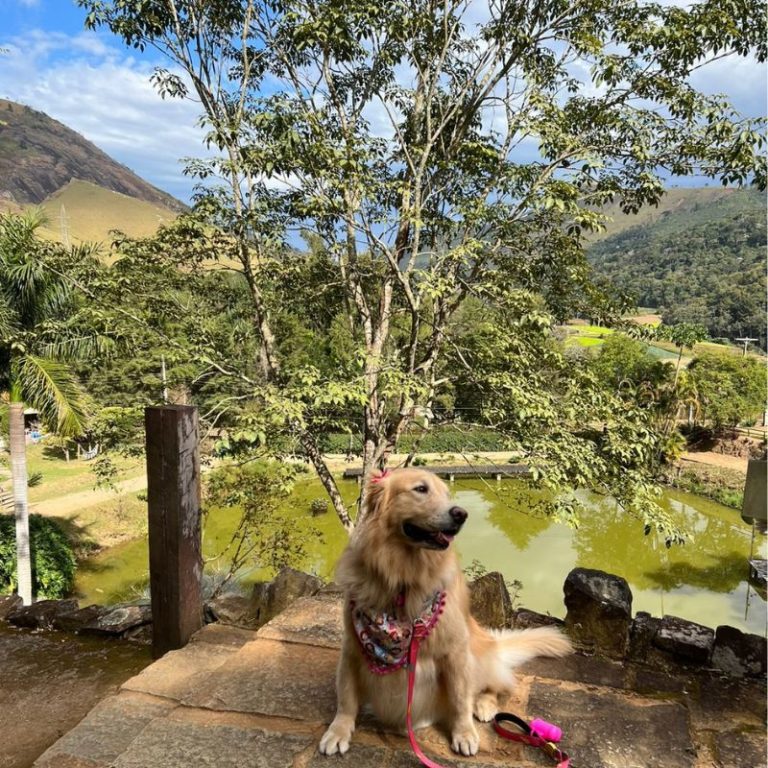 Amora GOlden em Teresópolis