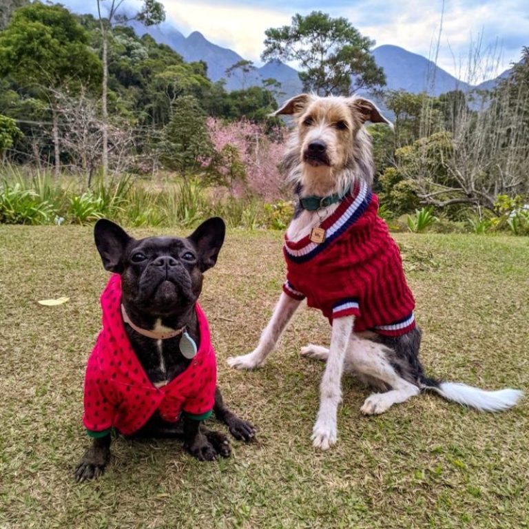 lola buldogue e billy srd em casa em Correas