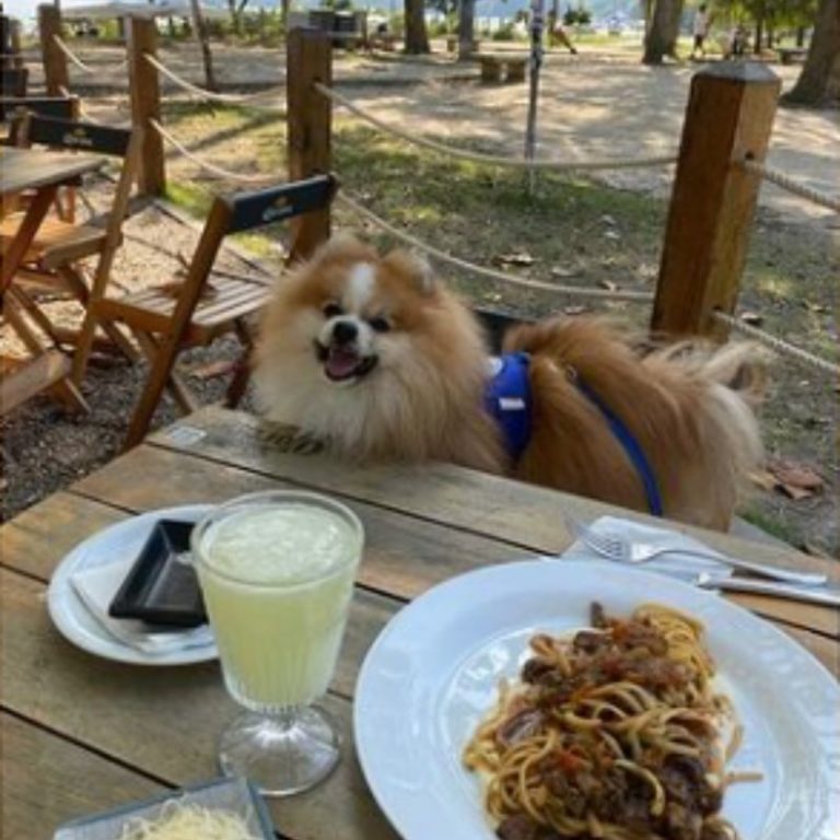 Chéri spitz em restaurante na LAgoa