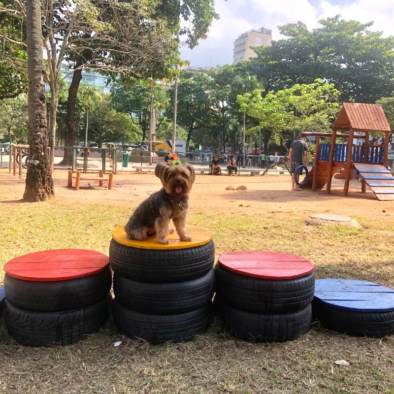 CEO Maya yorkshire em parcão de Ipanema