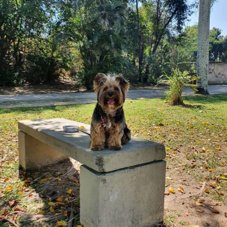 Macarena em Parque na Praça Seca