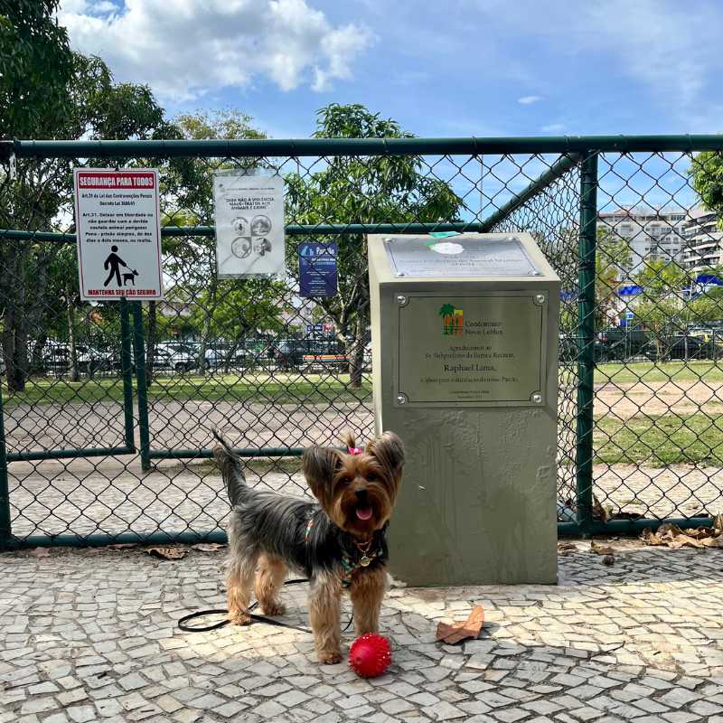 Maya Yorkshire em parcão na Barra