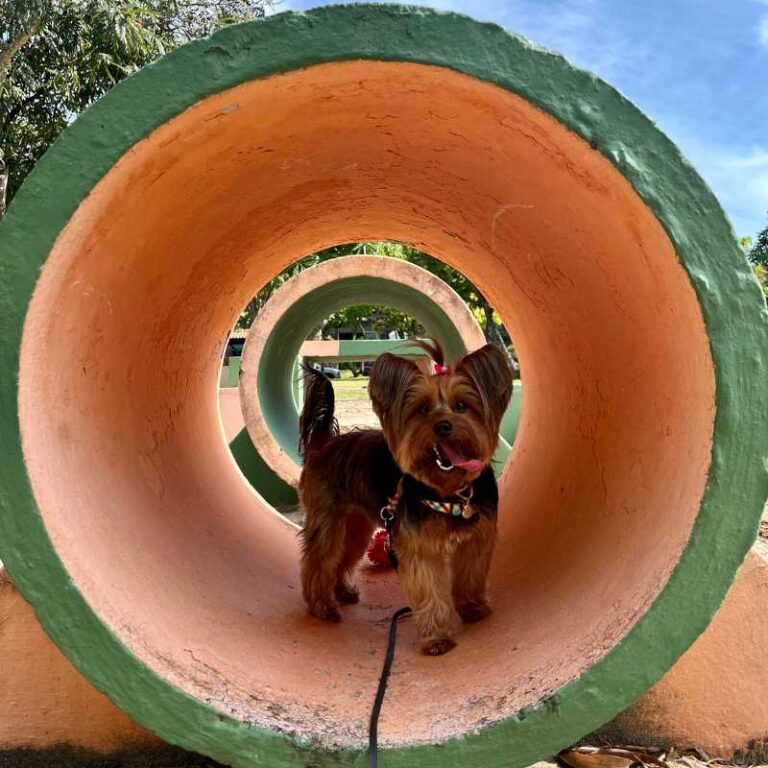 Maya yorkkshire em parcão na barra