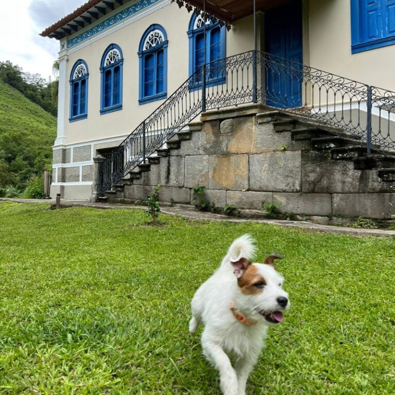 zeca jack russel fazenda em Duas Barras