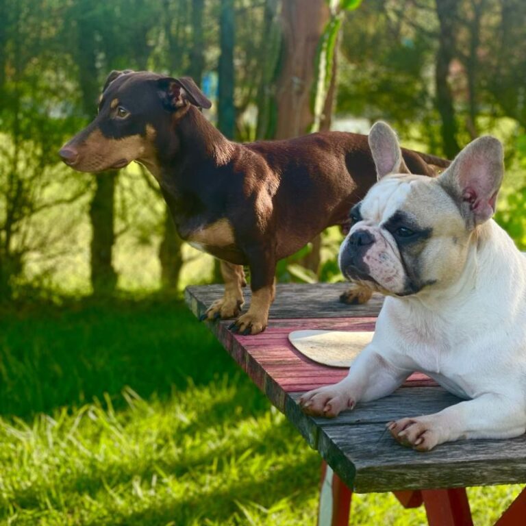 Zeca daschund e Kiara buldogue em casa em Rio das Ostras