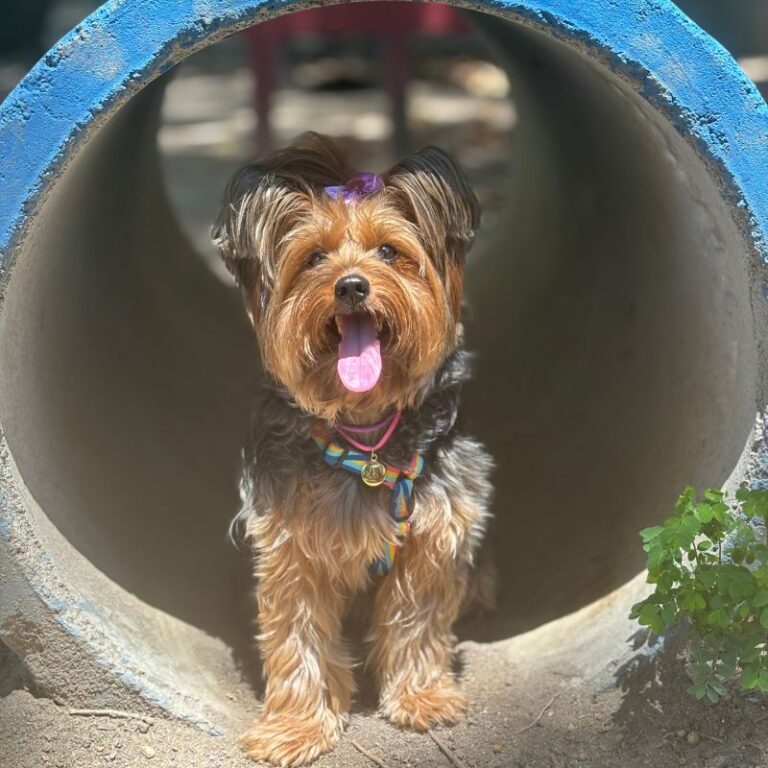 CEO Maya yorkshire em parcão na Barra da Tijuca